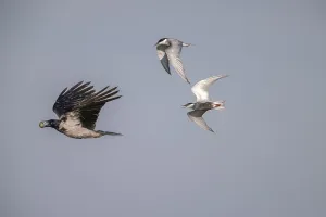 Drucke von Wolkenkrähe (Corvus cornix) fliegt mit Ei, verfolgt von Weißbartternchen (Childonias hybride), Donaudelta, Rumänien Kulturerbestätten Drucke: Wolkenkrähe (Corvus cornix) fliegt mit Ei.