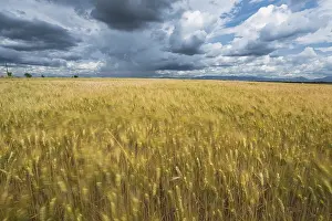 Gloomy Weather Forecast Drucke: Cloudy dramatic sky over blurred fields