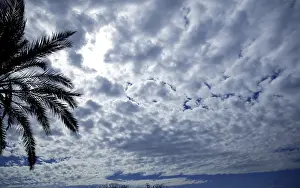 Palm Tree Silhouette Drucke: Cloudy sky backlight with palm tree silhouette