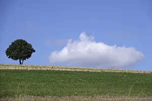 German Cloudy Skies Drucke: Cloudy sky, lonely tree, summer, Germany