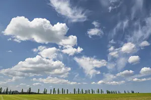 Deciduous Tree Row Drucke: Cloudy sky over a row of poplars