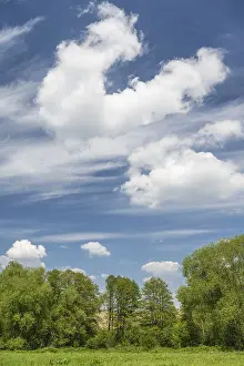 Row Of Trees Germany Drucke: Cloudy sky over row of trees, Tharandt