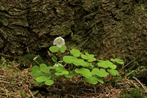 European Flora Botany Images Drucke: Clover growing at the base of a Spruce