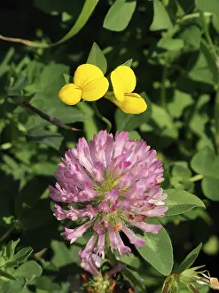 Legume Plant Details Drucke: Clover (Trifolium)
