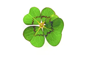 Four Leaf Clover Symbol Drucke: Cloverleaf