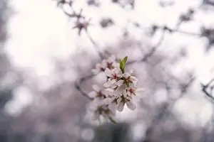 Low Angle View Drucke: A cluster of delicate cherry blossoms in sharp focus stands out against a softly blurred background