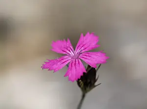 German Federal Republic Vegetation Drucke: Clusterhead, clusterhead pink