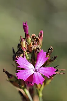 German Flora Drucke: Clusterhead, clusterhead pink