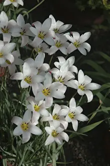 Deserted Plant Life Drucke: Clusters of small white flowers