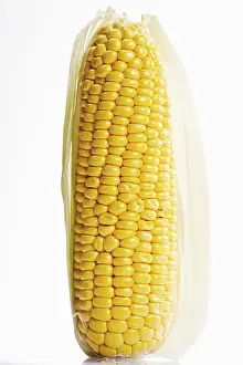 Cut Vegetable Photography Drucke: Cob of Corn