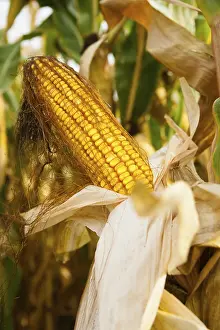 Farmland Scenery Drucke: Cob of corn in a field