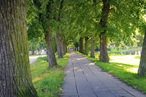 Deserted German Park Drucke: Cobbled path through a park, flanked by trees casting dense shadows