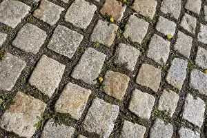Natural Stone Pavement Drucke: Cobbles with dandelions