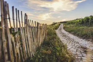 European Grapevine Cultivation Drucke: Cobblestone path through the vineyards