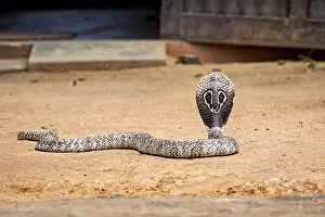 Poisonous Snake Drucke: A cobra in a threatening posture on sandy ground