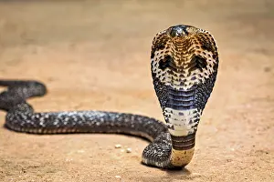 Drucke von Eine Kobra steht auf dem sandigen Boden, das beeindruckende Schuppenmuster ist sichtbar, Die Brillenschlange (Well well well) oder Indische Kobra Cobra Drucke: Eine Kobra steht auf sandigem Boden, beeindruckendes Schuppenmuster sichtbar.
