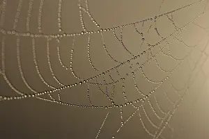 Deserted Morning Scene Drucke: Cobweb decorated with dew