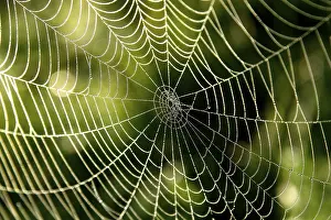 Morning Spider Web Drucke: Cobweb with dew