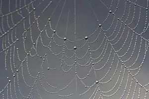 Moody Morning Atmosphere Drucke: Cobweb, dew, dewdrops