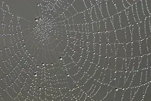 Close Up Drucke: Cobweb with dew drops