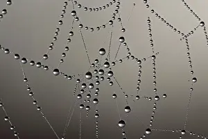 Morning Dew Drops Drucke: Cobweb with dew drops