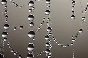 Close Up Dew Drops Drucke: Cobweb with dew drops, macro shot