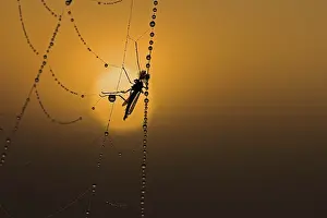 Red Sky At Dawn Drucke: Cobweb with dew at sunrise