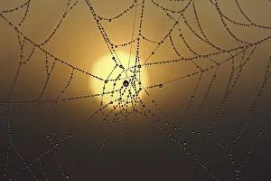 Dewy Morning Atmosphere Drucke: Cobweb with dew at sunrise