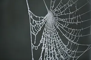Spinnennetz mit Eistaue