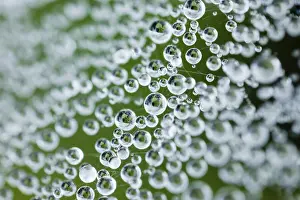 Morning Dew Drucke: Cobweb with morning dew