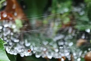 Water Drop On Spider Web Drucke: Cobweb threads with water droplets