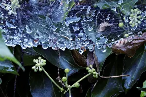 European Deserted Landscape Drucke: Cobweb threads with water droplets