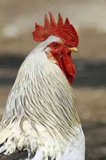 Productive Livestock Images Drucke: Cock
