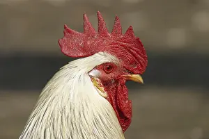 Drucke von Cock Hühner Drucke: Cock