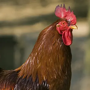 Drucke von Cock Hühner Drucke: Cock