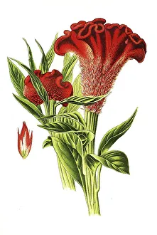 White Background Floral Design Drucke: Cockscomb (Celosia) cristata, Cocks Comb