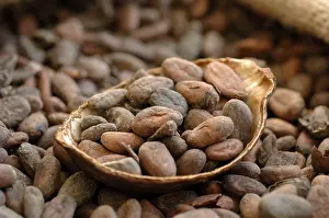 Cocoa Beans Drucke: Cocoa beans