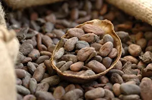 Cocoa Beans Drucke: Cocoa beans