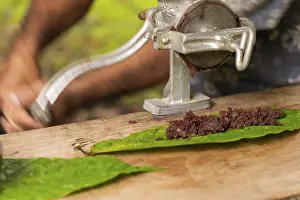 Theobroma Cacao Plant Drucke: Cocoa beans are processed into cocoa mass