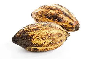 Cacao Drink Drucke: Cocoa fruit