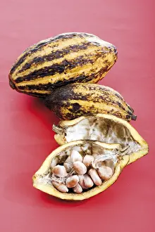 Cacao Tree Drucke: Cocoa plants
