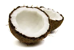 Bivalve Mollusk Drucke: Cocoes