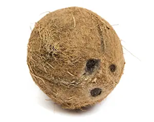 Studio Shot Coconut Drucke: Cocoes
