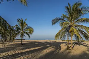Western Cape Landscapes Drucke: Coconut trees on the beach of Cape Point
