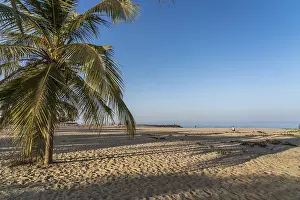 West African Coastline Drucke: Coconut trees on the beach of Cape Point