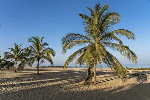 West African Coastline Drucke: Coconut trees on the beach of Cape Point