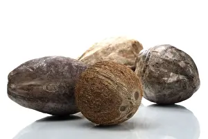 Studio Shot Of Coconuts Drucke: Coconuts