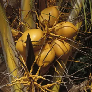 Coconut Palm Tree Drucke: Coconuts in the coconut palm, Seychelles