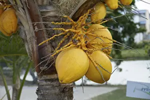 Palm Trees In Africa Drucke: Coconuts (Cocos nucifera) growing on tree