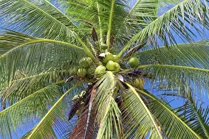 Deserted Plant Life Drucke: Coconuts on palm tree, closeup view